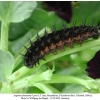 argynnis alexandra iran larva l5 a